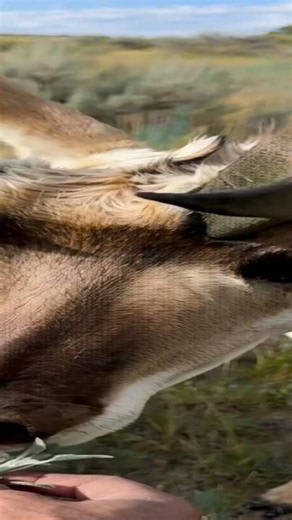 Pronghorn Tears Into sagebrush 🍽️ Satisfying ASMR #shorts