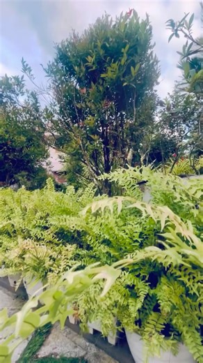 “My little fern corner 🌿✨ Fresh, green & peaceful” #greenvibes #homegarden #plants #budgetfriendly