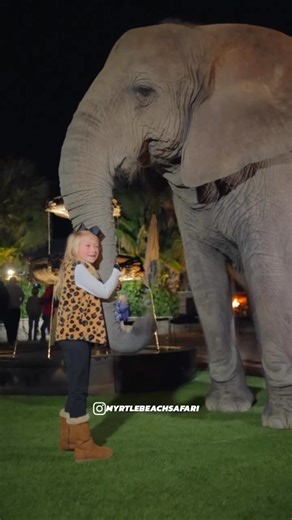 Totally worth it ❤️🐘☮️ The magic of meeting Bubbles the elephant is one that will live with you forever | Myrtle Beach Safari Wild Encounters Tour