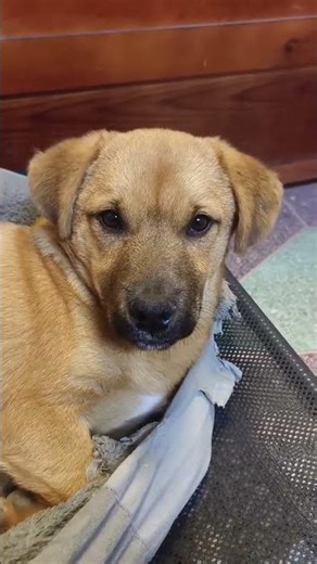The Heartwarming Dog Village: Puppies Galore