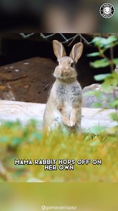 Rabbits 🐰 The Shocking Truth About Their Mothering Skills #rabbit #rabbits #rabbitmom #rabbitbaby #rabbitlife #rabbitlove #rabbitlover #rabbitsofinstagram #rabbitgram #rabbithole | 1 Minute Animals