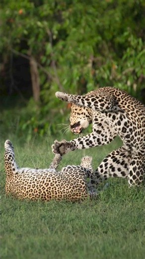Rarest leopard behavior ever filmed in the Mara