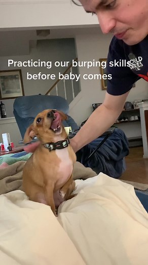 Practicing Burping Skills with Our Dog