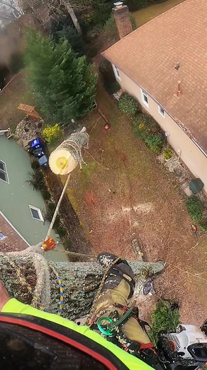 Tree Cutting Safety: Expert Techniques in Action