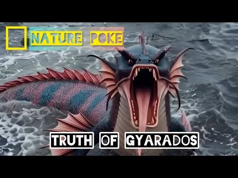 REAL LIFE Pokémon: truth of GYARADOS