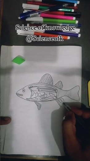 Draw anatomy of Bony Fish #biology #sketch #drawing #diy