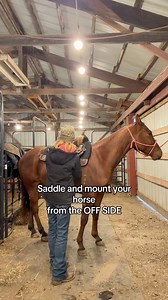 Saddling from the off side is very important. Whatever you do on one side you must do on the other. #misfitbarrelracer #fypシ #fyp #horsetraining #barrelrace #barrelhorsetrainer #farmlife #ranchlife | Misfit Barrel Racer - Amber Morris