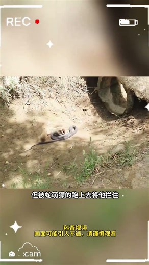 蛇獴大战眼镜王蛇