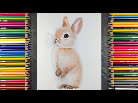 Realistic Rabbit Drawing | Colour Pencil Timelapse Art
