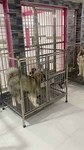 Grabe ka Chanel magtapon ng food mo | Husky Pack TV Vlogs