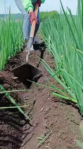 #automobile #foodproduction #amazingmachinery #machinerychannel #agriculture #farm #foodindustry