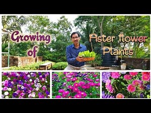 Learn How to make Seedlings of Aster Flower Plant.