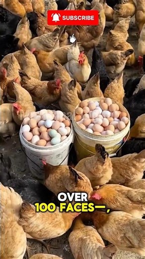 Amazing Chicken Facts You Didn’t Know! 🐔😱