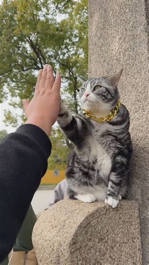 Mei_mei_1376 on Instagram: "Recently, a cat named ”Tangdou“ at Suzhou‘s Xiyuan Temple has become an internet sensation due to its unique ability to ”high-five“ with visitors￼. This 4-year-old American Shorthair cat, also known as a ”cheese cat,“ has gained fame for its friendly interactions with tourists￼."