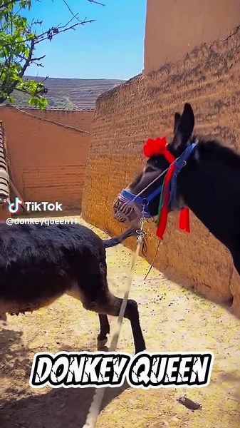New Fast Donkey Breeding #donkey #breedingdonkey #meetingdonkey #viral #fyp #tiktok