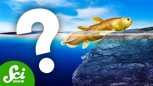 We can't find the most important fossils ever