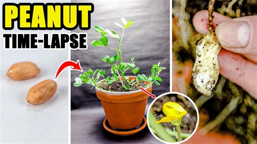 Growing peanut plant time lapse - seed to peanuts (98 days)