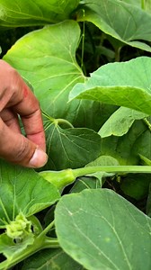 1.3M views · 5.8K reactions | लौकी with coins 滋 garfting #shorts | Teg all one | Facebook