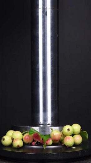 ASMR Guava fruit tree Hydraulic pressing #shorts