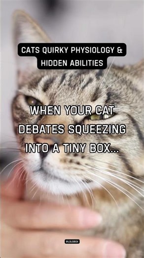 When your cat debates squeezing into a tiny box
