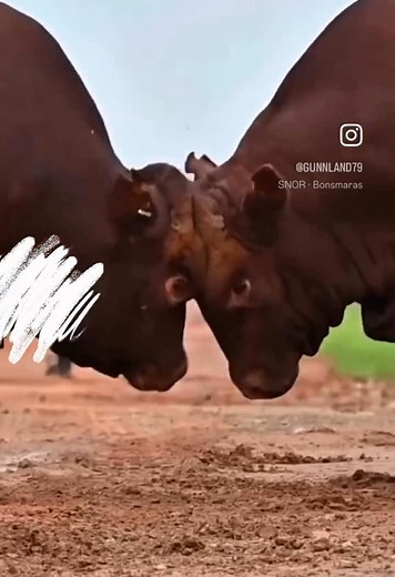 BONSMARAS💥🐂🎸 As jy nie weet wat ’n Bonsmara is nie, moenie worry nie.. Luister net na dié song! Dis ‘n lekker, punkrock en trekklavier ode aan Suid-Afrika se gunsteling rooi beeste!”🪗🤠🇿🇦 Nou beskikbaar orals🎧🔊 •Spotify https://open.spotify.com/track/3rFAe9a9rEBLUvm12XwzRX?si=fYwlI-WeQrqzoHJ2nBBnSw&context=spotify:album:5wQwRlerb1YZgmqYoyRDU3 •AppleMusic https://music.apple.com/za/album/bonsmaras/1791974783?i=1791974784 •YoutubeMusic https://youtu.be/MXZpU42dbWU?si=a7qGf_VjDGU23obS • • •