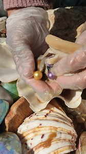131K views · 1.3K reactions | Ever wondered what it's like to find a pearl? Here's a glimpse into the magical moment of uncovering these stunning golden and purple pearls! If you could choose one, which color would you pick? Tell us in the comments!  #PearlTalk #OceanMystery #CommentBelow #WhatWouldYouDo #SeaTreasures | SocialSphere Central | Facebook