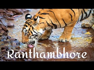 RANTHAMBHORE NATIONAL PARK - the best tiger safari in India!