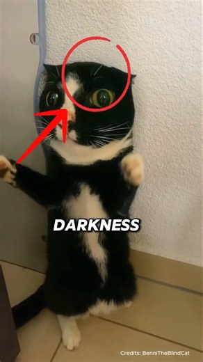 This Blind Cat Was Rescued and Given the Life He Deserves #animalhealth #cat #blindcats