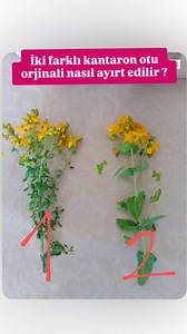 341 reactions · 71 comments | 1. Hypericum perforatum ( sari kantaron...