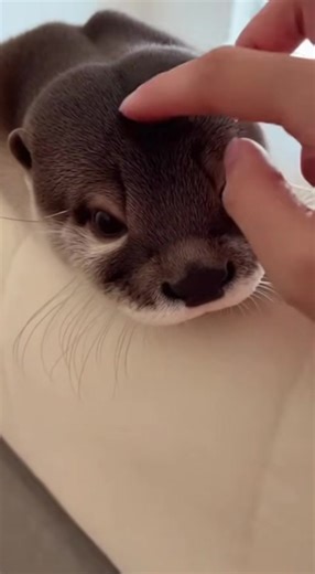 #fyp #foryou #otter #cute #cuteanimals | otter