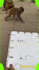 15K views · 324 reactions | Jungle Monkeys hunting for food!! #fbreels23 #funnyprank #reelsfbシ #foryoupageシ #funnyvideos #Reels2023 #Fbreels2023 #fbreelsfypシ゚viral #fypシ゚ #foryou | Kfo Tech | Facebook