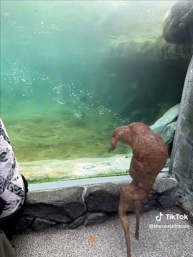 Penguins! @San Diego Zoo | Penguins