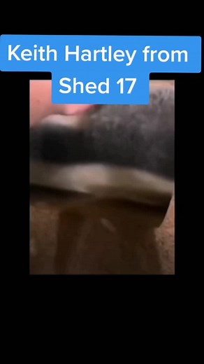 Exploring Shed 17 with Keith Hartley | Project G1