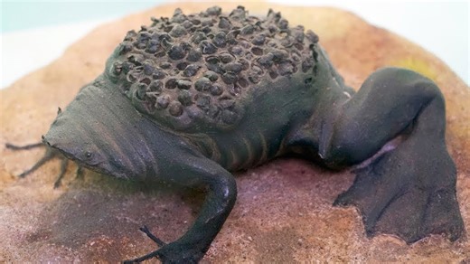 10 Unique Animals You’ve Likely Never Heard Of