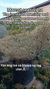 Marcotting, also known as air layering, is a plant propagation technique where roots are induced to form on a branch while it's still attached to the parent plant. #fbreels2025ツ #marcotting #propagation #plantsmakepeoplehappy #teamangatan | South Victoria Garden