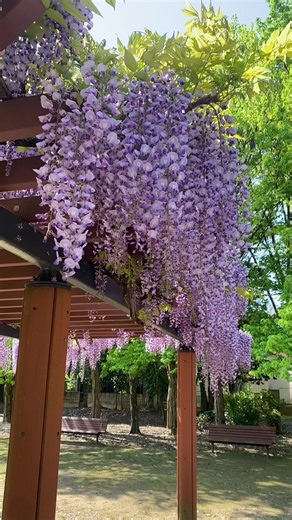 春の花々：美しい藤の風景