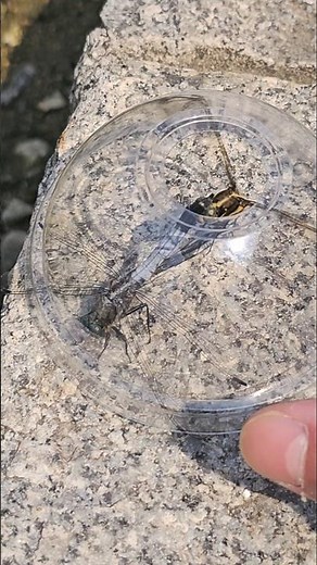 I found an insect focused on mating #insects #dragonfly #nature