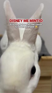 Disney me mintió descaradamente, mi conejo vino fallado 🤡 | Abú el Conejín