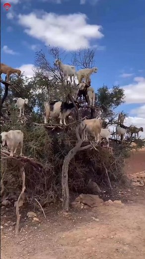 Morocco Goats Climbing Trees 🤯 | The StrangeTruth Behind Argan Trees