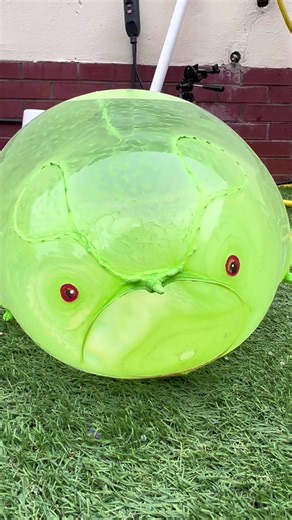 HUGE WATER GECKO EXPLODES