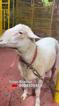 Dorset Sheep and Black Boer of Fizaan Bhaldar at The Milkyway Goat Farm Mahapoli