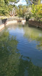 Our resident pelican, Harry, is prepping for the day with a leisurely swim in the canal. We hope you had a similar start to your day and don't forget to stop and say hi to Harry during your visit to the Zoo. #pelicanswim #pueblozoo | Pueblo Zoo