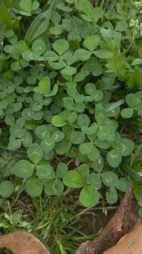 Foraging: White Clover Plant Identification