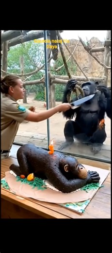 Gorilla naraj Ho Gaya #animalshorts #sorts