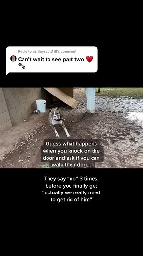 Adoptable Pitbulls: Join the Rescue Effort Today