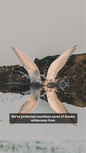 Trump’s latest attack on the Arctic will bring devastating harm to an irreplaceable landscape and the climate. Alaska's Arctic is warming 3-5 times faster than the rest of the planet, and expanded drilling will make the state’s climate crisis even worse by accelerating thawing permafrost, sea ice loss, and coastal erosion. Earthjustice has been at the forefront of protecting the Arctic for decades, and now, more than ever, we need your support. Donate today. | Earthjustice