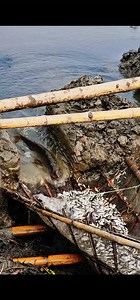 2.5M views · 16K reactions | এক অভিনব পদ্ধতিতে বিলে মাছ ধরা Fishing in the lake in a unique way #মাছধরাভিডিও | Fast Review | Facebook