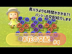 【あつ森】お花の交配！第四弾はパンジーの交配を紹介します