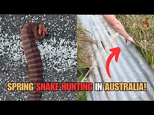 SPRING SNAKE HUNTING IN AUSTRALIA! Flipping Tin, Road Cruising and more!