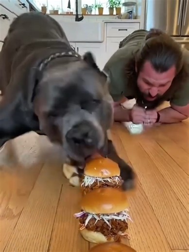 Cane Corso Enjoys BBQ Sliders: A Fun Challenge